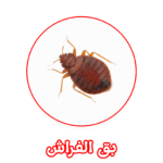 الألمانية لمكافحة بق الفراش