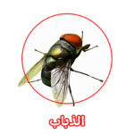 الألمانية لمكافحة الذباب