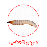 الألمانية لمكافحة سوس الخشب