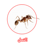 الألمانية لمكافحة النمل