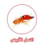 الألمانية لمكافحة النمل الأبيض