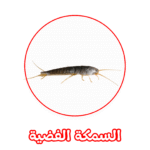 الألمانية لمكافحة السمكة الفضية