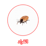 الألمانية لمكافحة القراد